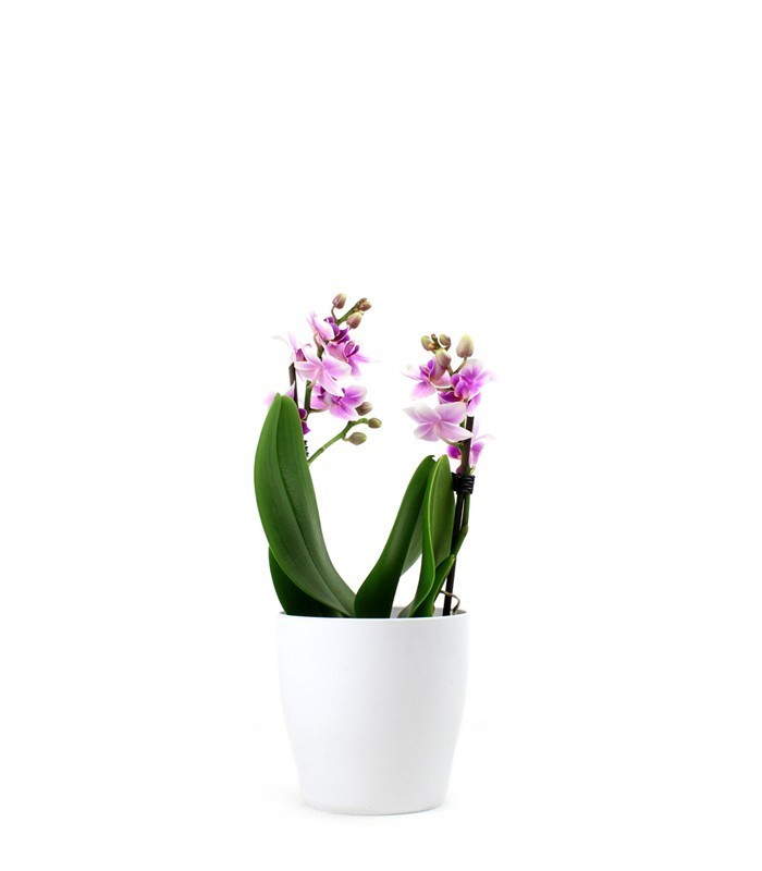 Orchidea rosa