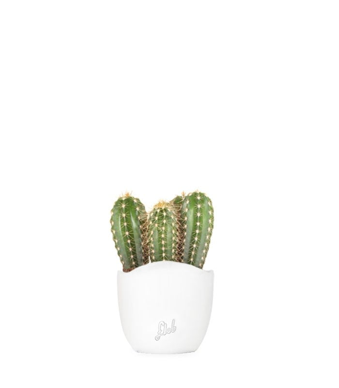 Pachycereus