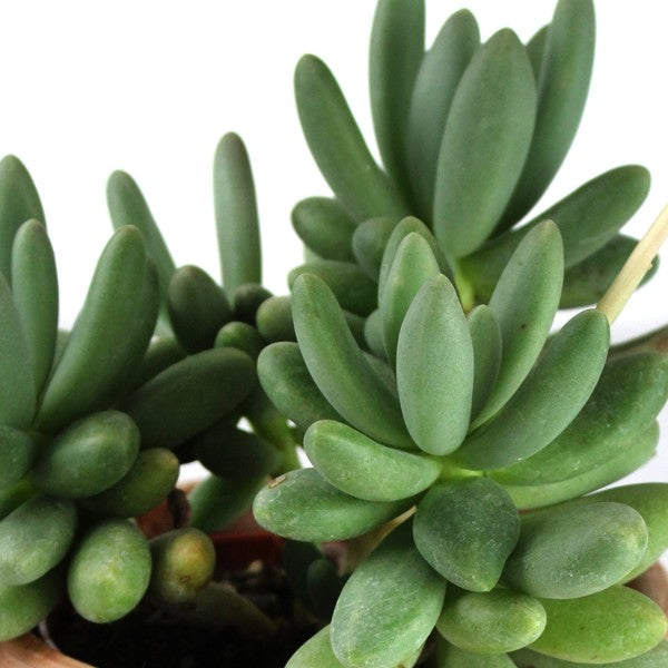Pachyphytum fittkauii