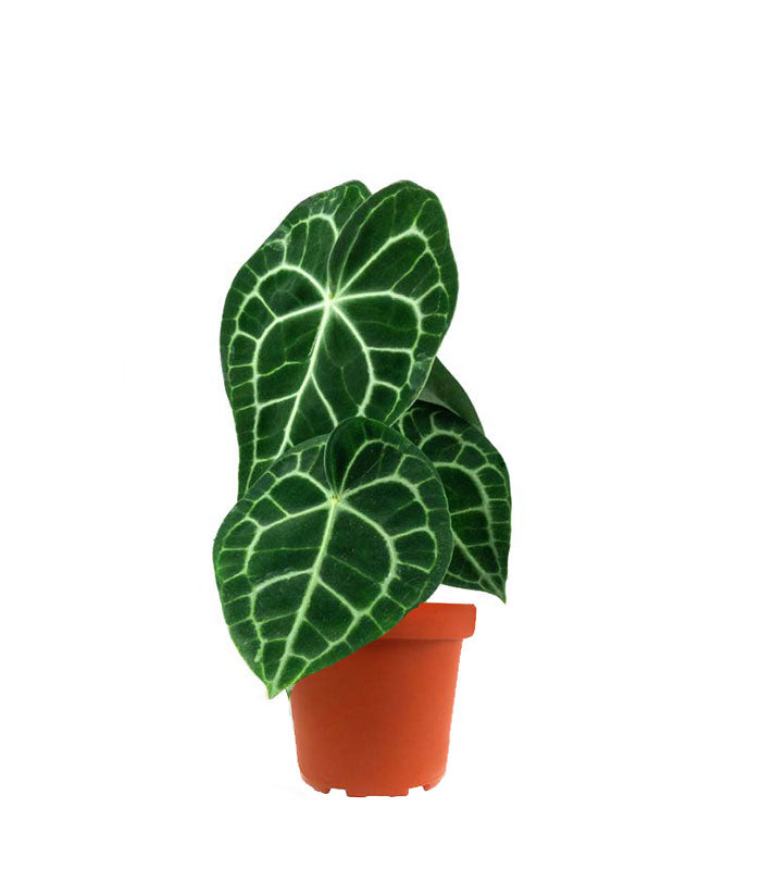 Anthurium Clarinervium
