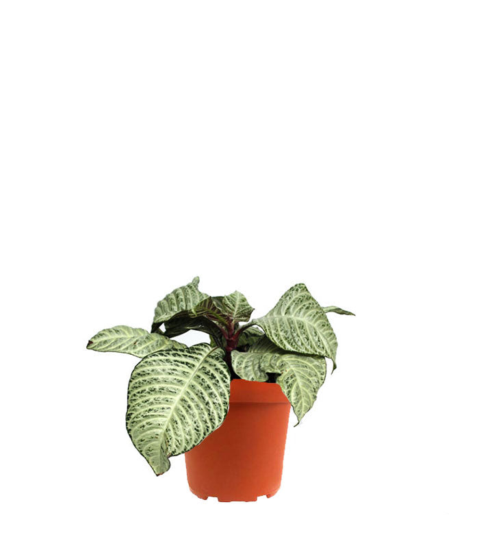 Aphelandra | Afelandra White Wash