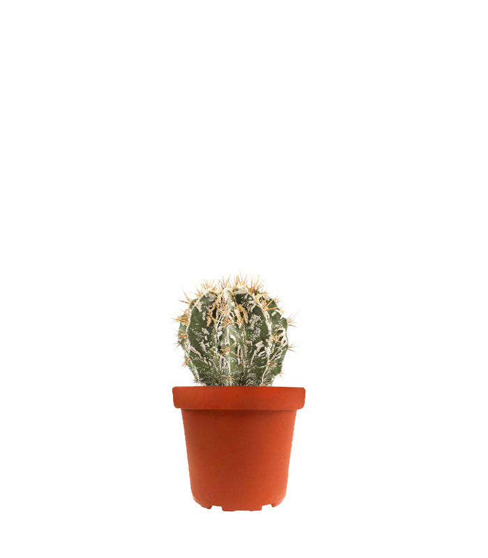Astrophytum Fukuryu