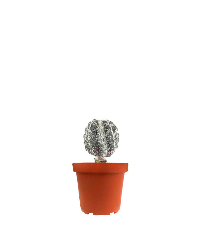 Astrophytum myrostigma cv. Hanakago