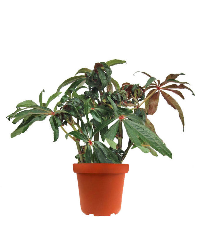 Begonia Luxurians