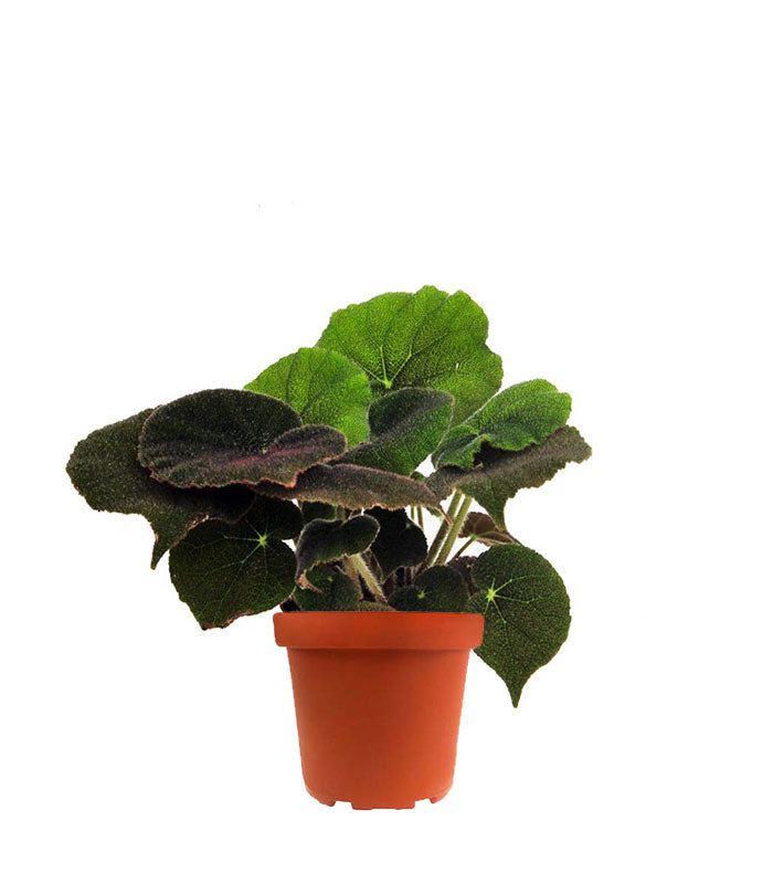 Begonia Masoniana