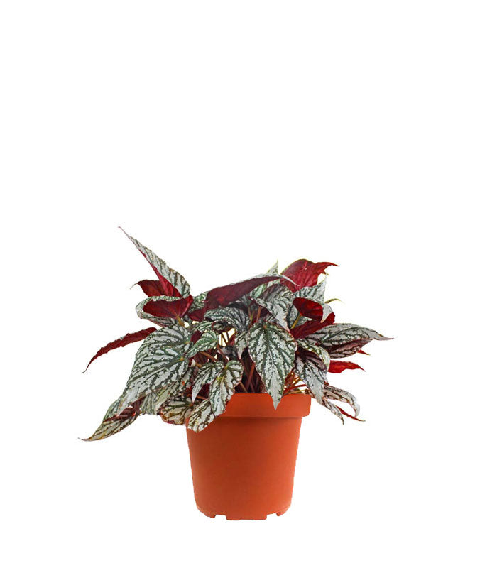 Begonia Rex grigia