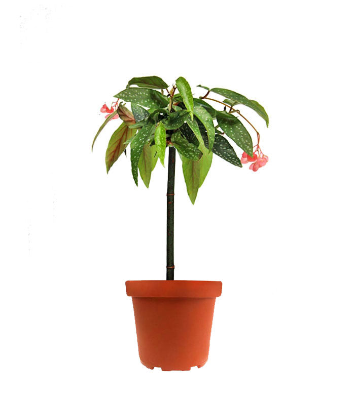 Begonia Tamaya