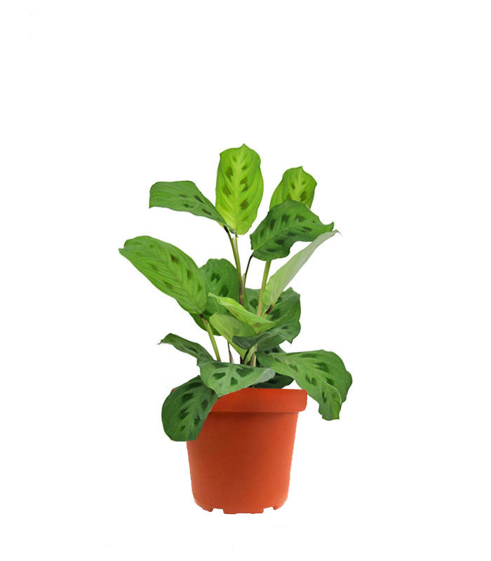 Calathea Kerchoveana | Maranta