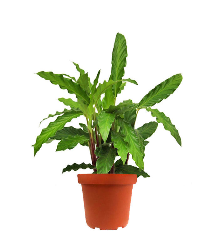 Calathea Rufibarba