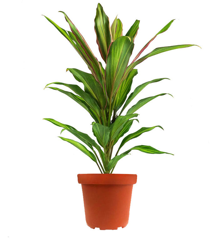Cordyline Fruticosa Kiwi