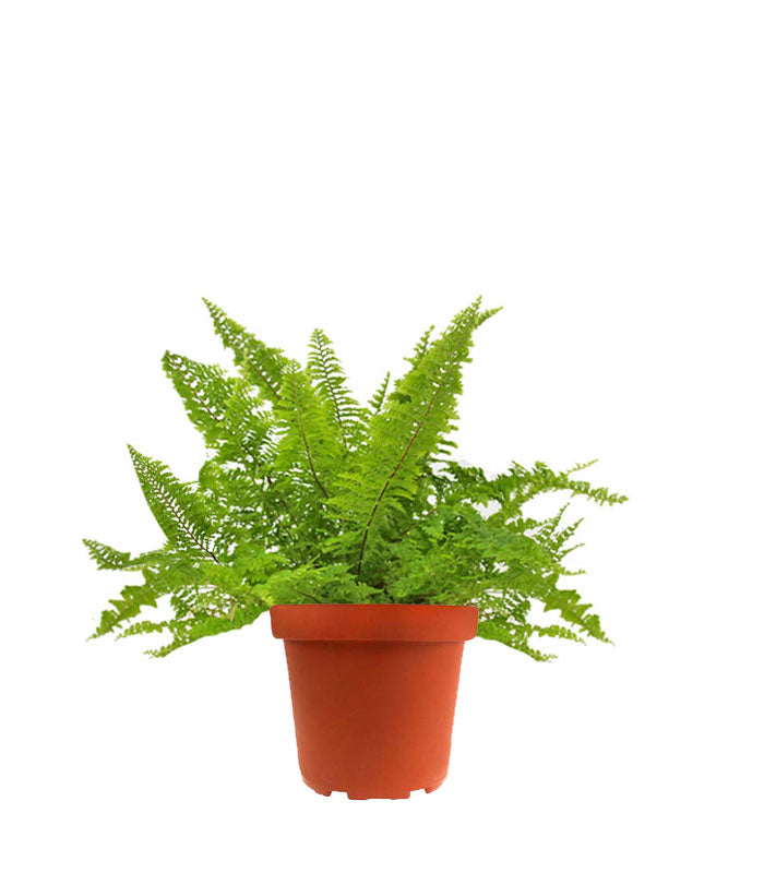 Felce Nephrolepis Exaltata