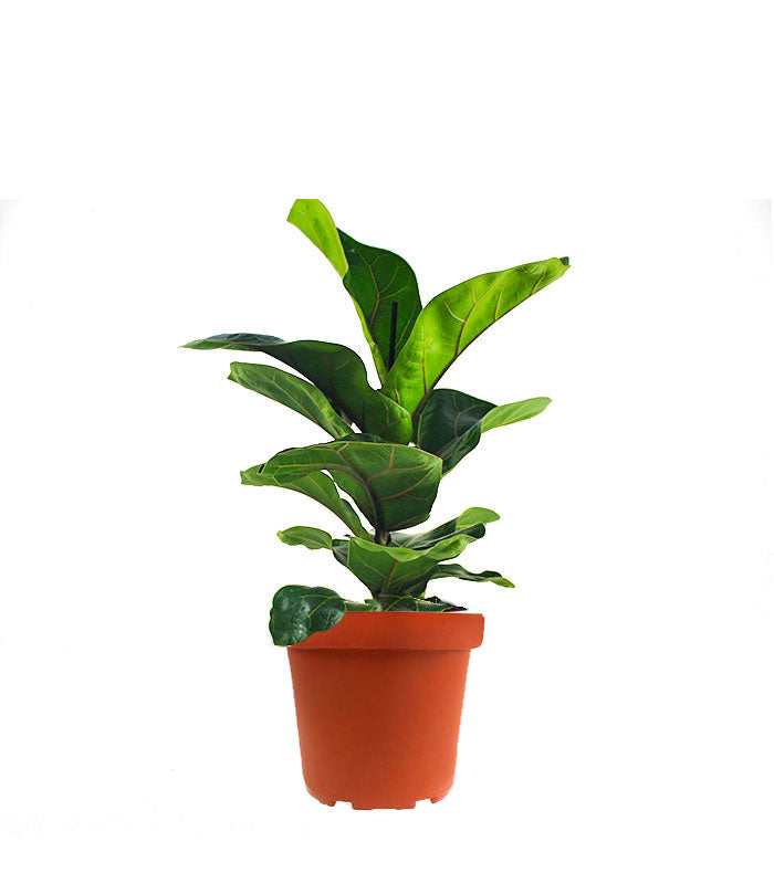 Ficus Lyrata Bambino