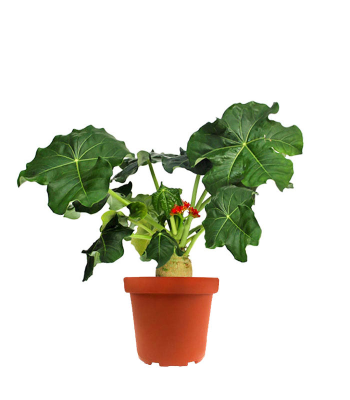 Jatropha podagrica