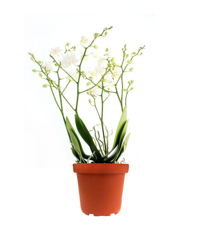 Orchidea |Phalaenopsis Sogo pop corn