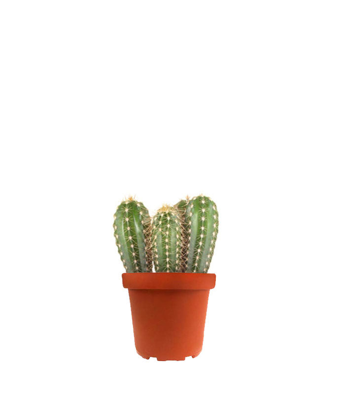 Pachycereus