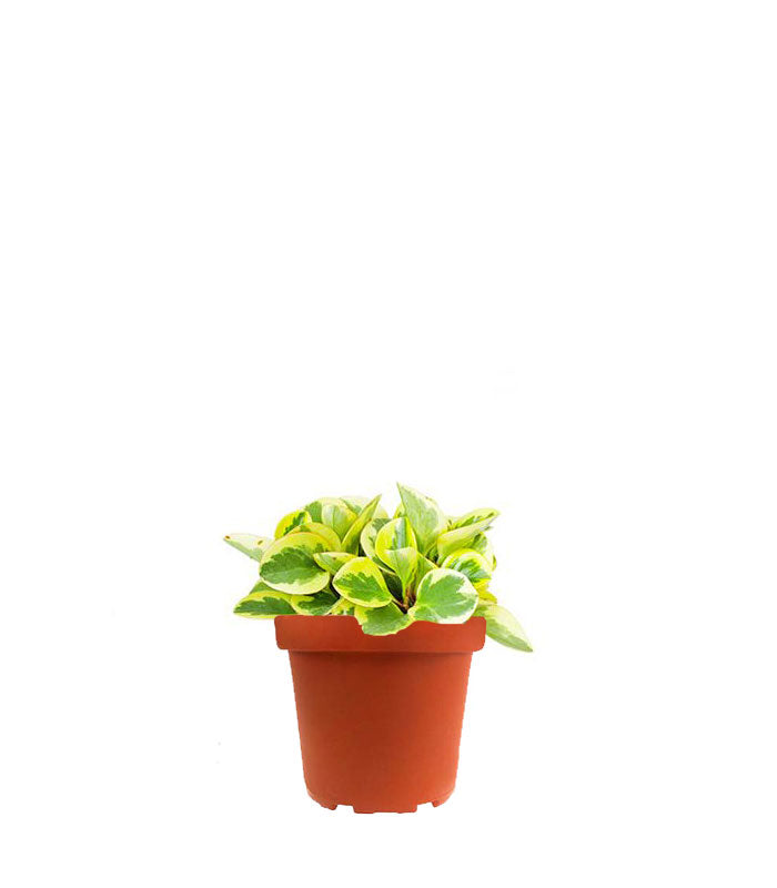 Peperomia green gold