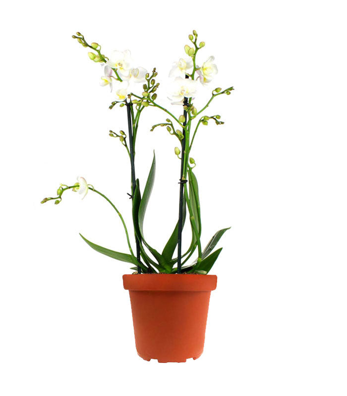 Phalenopsis Bianca