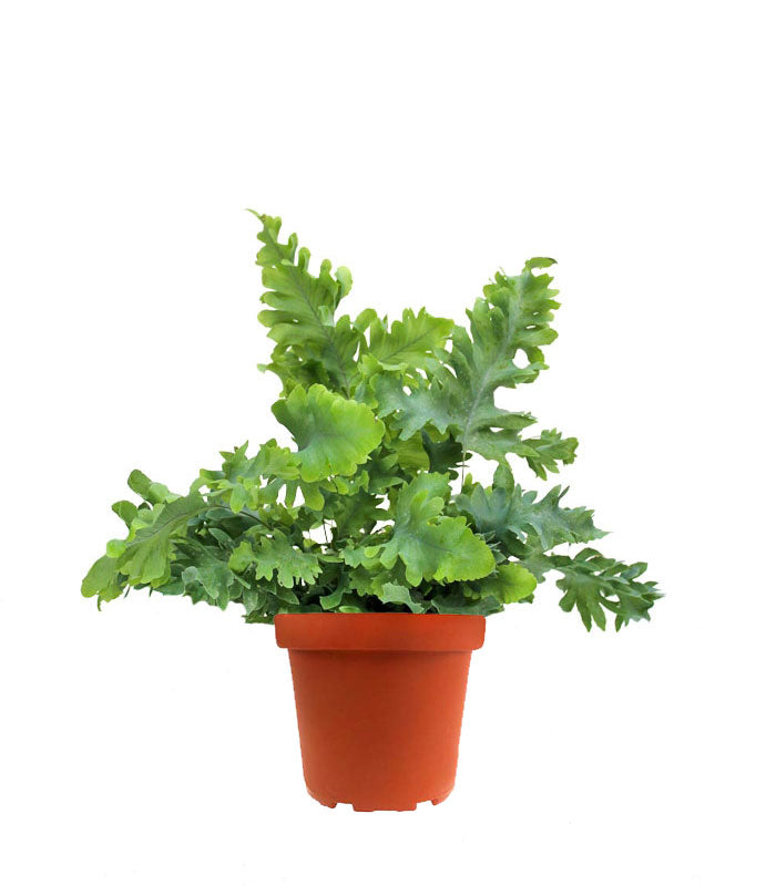 Phlebodium Aureum "Davana" | Felce