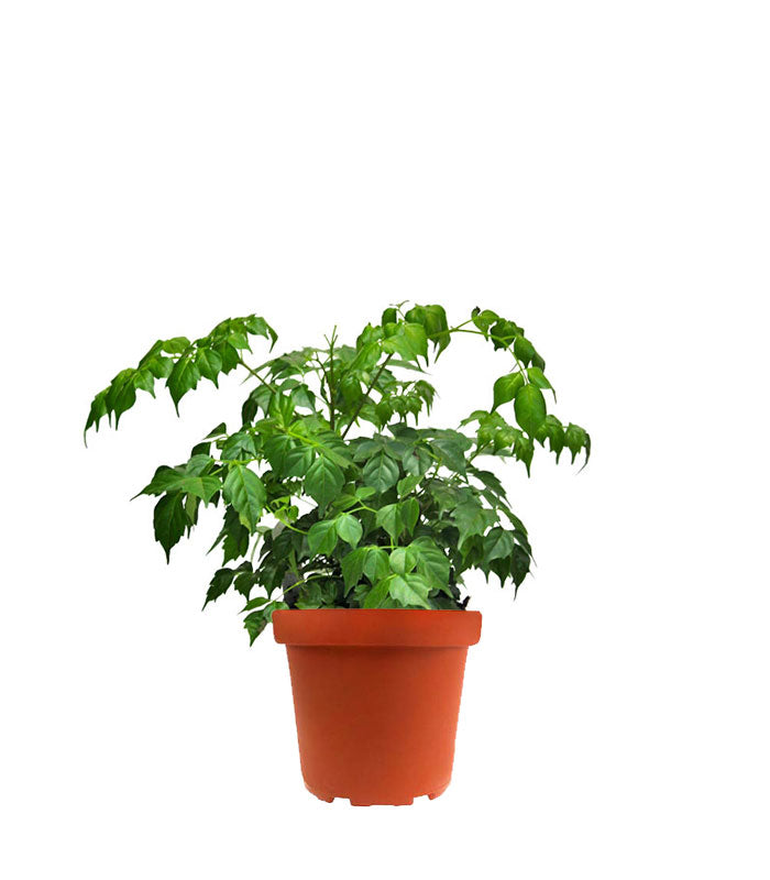 Radermachera in vaso