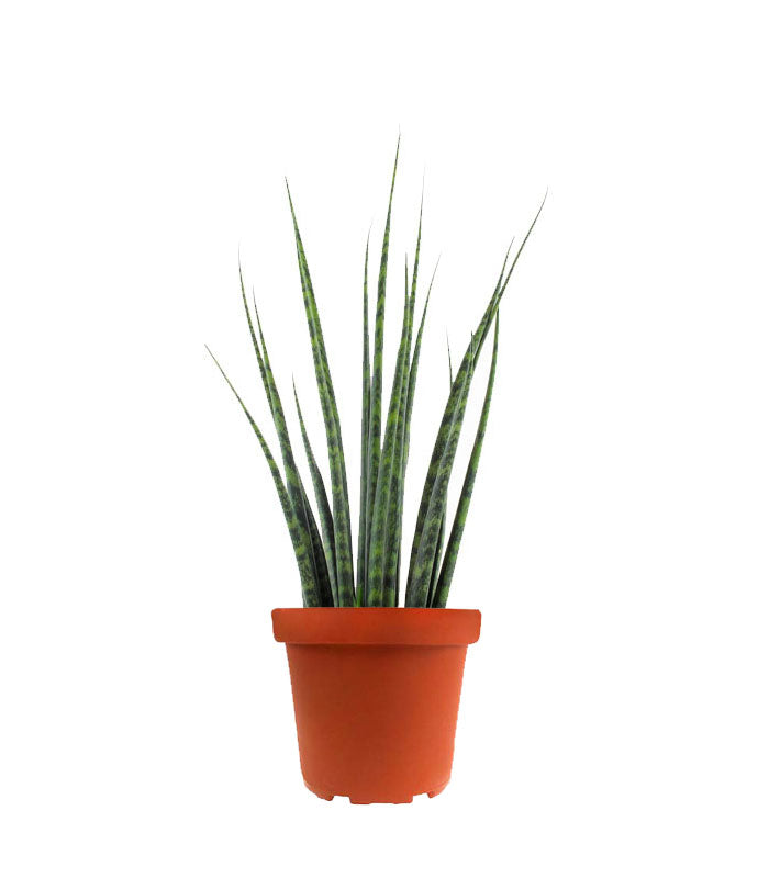 Sansevieria Fernwood Mikado
