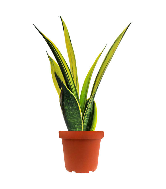Sansevieria "Golden Flame"