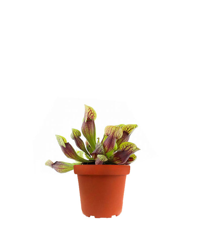 Sarracenia Purpurea Hybride