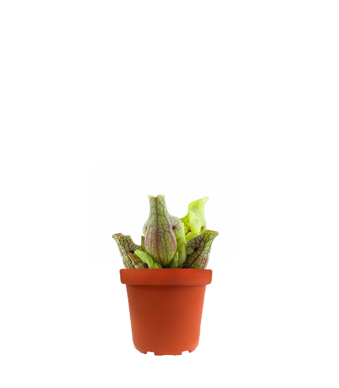 Sarracenia Purpurea Venosa