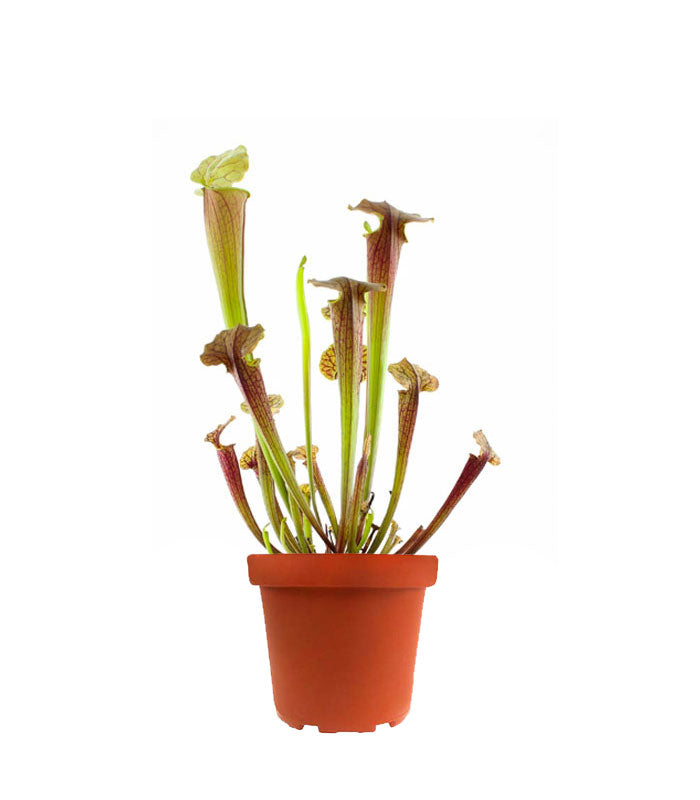 Sarracenia Tygo