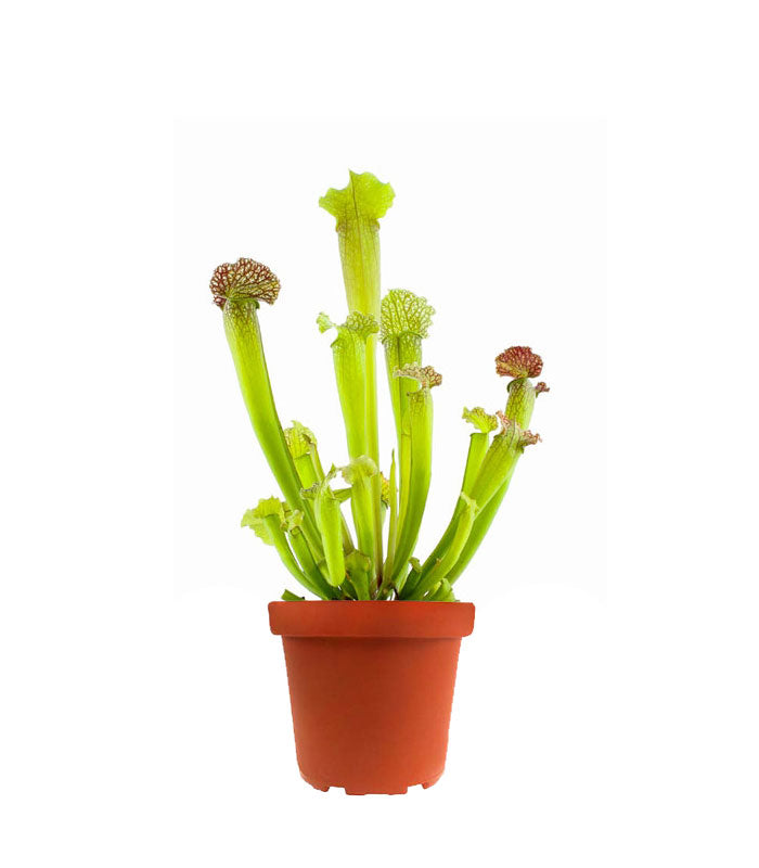 Sarracenia Velvet