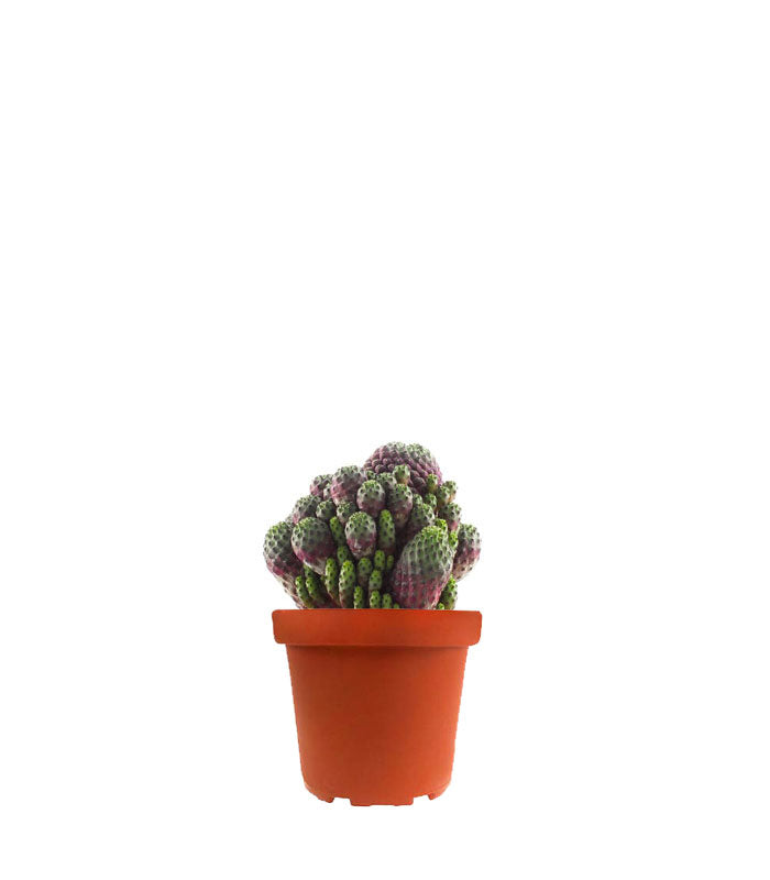 Sulcorebutia rauschii