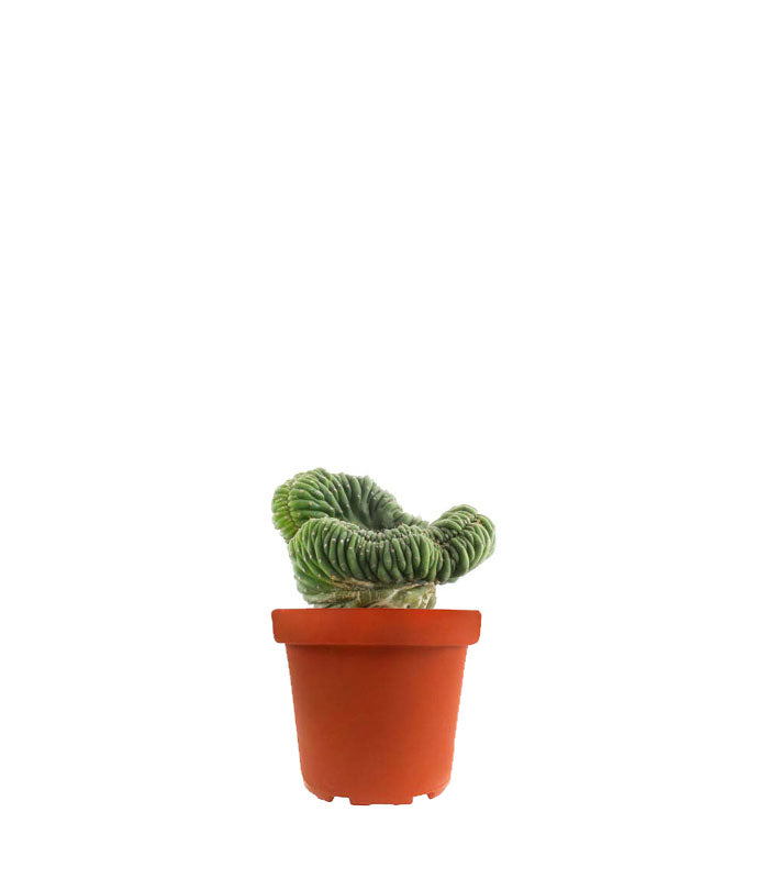Trichocereus pachanoii crestato