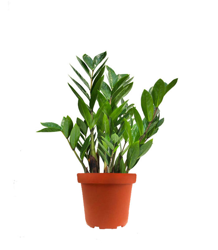 Zamia - Zamioculcas zamiifolia