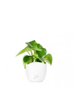 Peperomia Raindrop