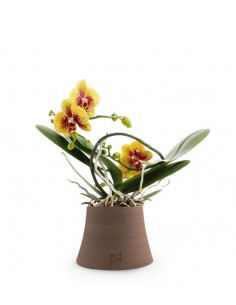 Orchidea in vaso bianco A 16cm - RETIF