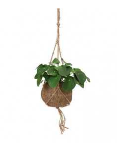 Pilea | pianta delle monete...