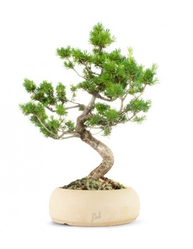 Bonsai da interno o esterno, fioriti e da frutto- Ampia scelta (2)