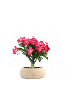 Rosa del deserto | Adenium...