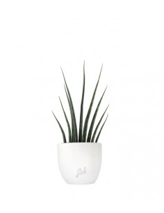 Sansevieria Fernwood Musica