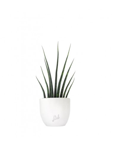 3F-SF - SANSEVERIA CYLINDRICA H CM 74 - ALTEZZA CM 74 Ø vaso cm 19 - 3F  Piante Artificiali