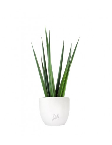 Sansevieria