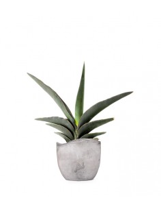 Sansevieria Robusta