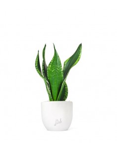 Sansevieria Silver flame