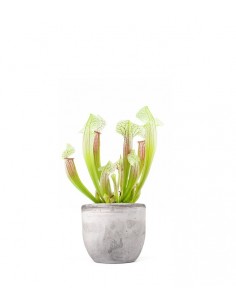 Sarracenia Eva