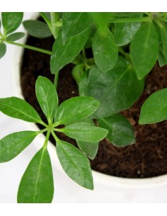 Schefflera vaso ciotola in...