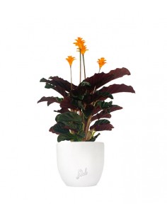 Calathea Crocata