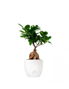 Ficus Ginseng