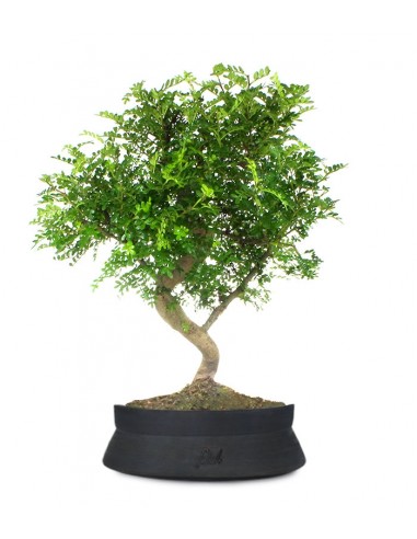 Coperta di peluche Albero bonsai da interno in un vaso