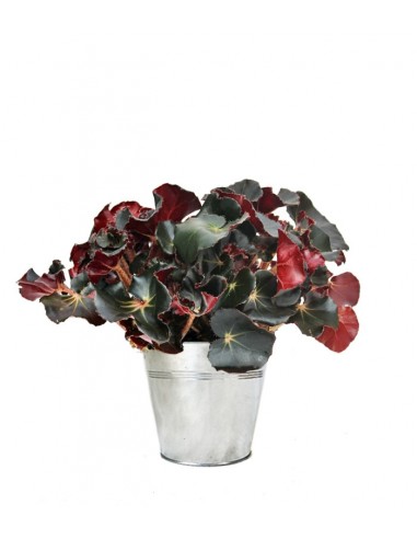 Begonia Jungle Black