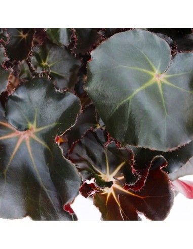 Begonia Jungle Black