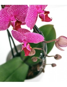 fleur ami, Orchidea farfalla - Phalaenopsis pianta artificiale 71 cm, in  vaso